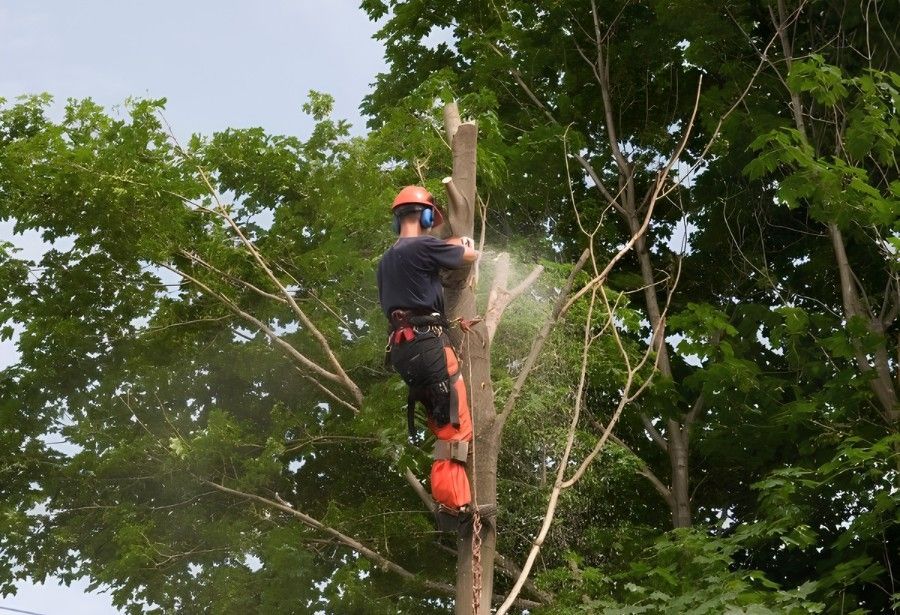Professional arborist climbing a tree and using a chainsaw to safely remove a hazardous tree in sections.