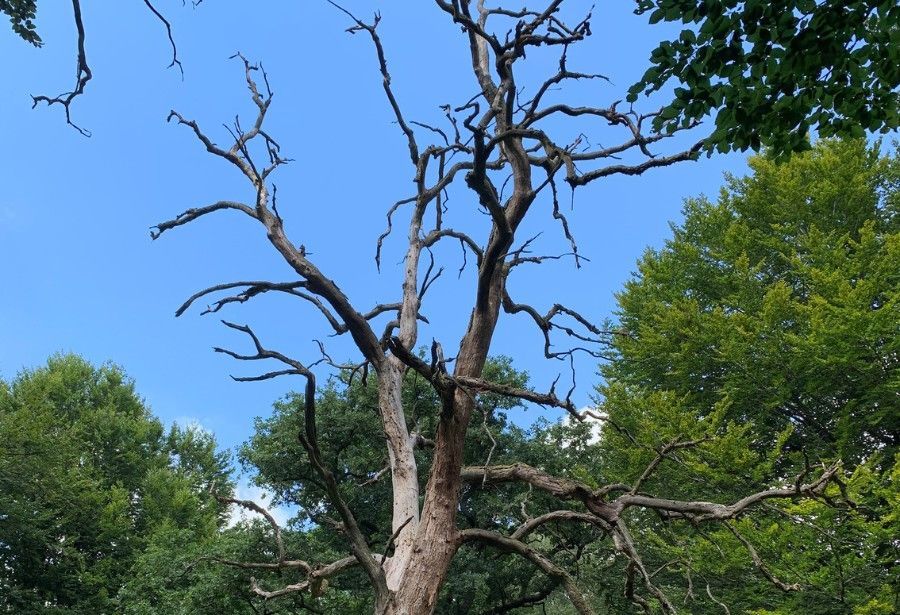Standing dead tree with bare, brittle branches surrounded by healthy green trees in a wooded area.